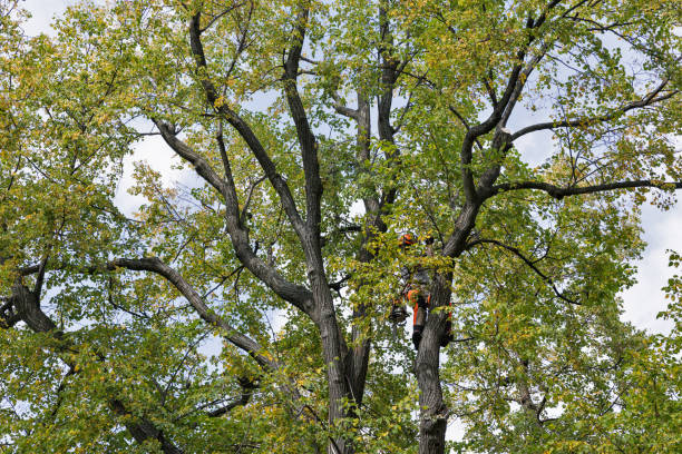 Best Arborist Consultation Services  in USA